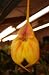 Masdevallia Fire Queen orchid Blooming Size