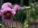 Delicate Pink Poppy Flowers and Seed Pods Photographic Poster Print by Ed George, 18x24