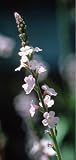 Vervain Essence 7.4ml