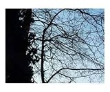 Branches of Tranquility Places Photographic Poster Print by Natalia R. Mercedes-Williams, 20x16