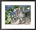 Mini-Rex Rabbits, Female and Young Framed Art Poster Print by Alan And Sandy Carey, 22x18