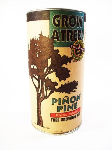 Pinon Pine Grow Kit
