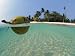 Coconut Floating on Water, Indo-Pacific, Split-Level, Dispersal of Seed Photographic ...