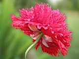 41bE47qrvdL. SL160  1500 Poppy Flower Seeds. Fire N Snow Papaver Somniferum.