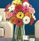 Send Fresh Cut Flowers - 70 Assorted Gerber Daisies
