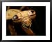 The Eyes and Mandibles of a Mantid Animals Framed Art Poster Print by George Grall, 3...