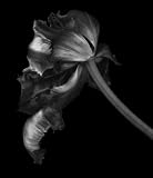 A Lovers Shame Ramsey/Tesano I