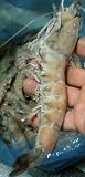 Prawns, Wild Caught, Frozen, LLL Size, Australia - Price is Per Kilogram