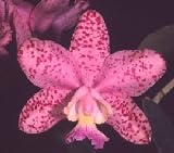 Cattleya Brabantiae 'El Toro' x C Brabantiae 'Dixie's Spots'