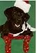   - Black Lab in Christmas Socks Christmas Card