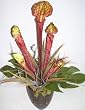 16" Pitcher Orchid Arrangement (green)