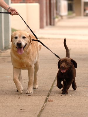 Sporn Double Dog Coupler