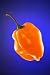 Orange Habanero Chile Pepper against Blue Gradient Background - 24