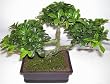9" Boxwood Bonsai Topiary