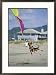 A German Shepherd Leaps for a Kite on the Beach at the Lincoln City Kite Festival Framed Photographic Poster Print by Phil Schermeister, 21x29