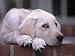 8-week-old Yellow Labrador Retriever Puppy Photographic Poster Print by Aneal Vohra, 16x12