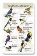 Identiflyer Songcard-Eastern Yardbirds