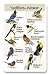 Identiflyer SongCard - Eastern Yardbirds