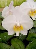 Phalaenopsis Ho's Amaglad x Phalaenopsis philippinensis