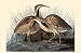 American Bittern - Movie Poster / Print -- Custom Framing Available