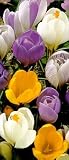 Giant Crocus Color Garden Mixed 36 Bulbs - Very Hardy!