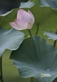 National Geographic by New Creative - Lotus Flower  Garden Impressions Flag