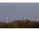 Photographic Print of Whooper Swan - Flying Toward Wind Turbines from Ardea