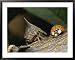 Ladybug and a Leafhopper Encounter Each Other on a Twig Framed Art Poster Print by George Grall, 39x31