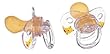 Tigex - 101025 - 2 Sucettes Physio - Latex - Winnie - Taille 2