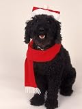 Poodle Wearing Scarf and Santa Hat Photographic Poster Print by Jeff Dunn, 36x48