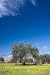 Olive Trees with a Carpet of Flowers - 18