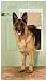 Kitchen & Housewares : Freedom Plastic Pet Door - Medium