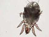 Mite under Microscope - 24