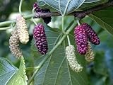 Eigenschaften tropical.garden  / Maulbeere rot - Morus rubra 10K