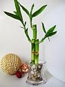 9GreenBox - Live 3 Style Lucky Bamboo Plant Arrangement with OV glass Vase Polish Pebble