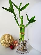 Floral 9GreenBox - Live 3 Style Lucky Bamboo Plant Arrangement with OV glass Vase Polish Pebble