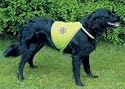 Safety Light Security Vest for dogs Size 2 50-68cm