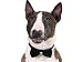 Aria Wear Black Velvet Rhinestone Formal Wedding Dog Bowties One Size: Fits Necks 9 1/4