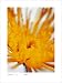 http://ecx.images-amazon.com/images/I/41bMW2Y2cCL._SL75_.jpg