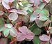 Copper Tones Shamrock Plant-Oxalis-Indoors/Out-5" Pot