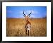 Back of Male Impala, Nairobi Park, Kenya Framed Art Poster Print by Rick Strange, 31x25