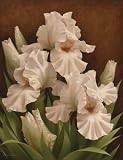 Iris Illumination I Art Poster Print by Igor Levashov, 22x28
