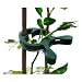 Plant Clips Set of 15