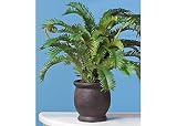 Lifestyle Studios Large Cycas in Urn