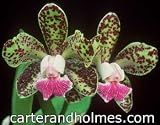 Cattleya Fort Motte 'Cheetah' (Photo) x Cattleya aclandiae