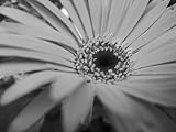 Paradoxical Mess
