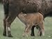 American Bison Calf Suckling Animals Photographic Poster Print by Norbert Rosing, 32x...