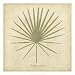 Dwarf Palmetto HIGH QUALITY MUSEUM WRAP CANVAS Print R. B. Davis 22x22