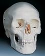 Nasco Classic Skull Model - Model SB33945U - Each