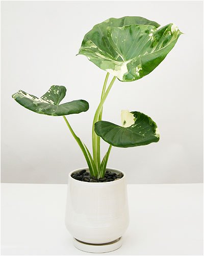 【いい庭／観葉植物】斑入りクワズイモ(ラウンドホワイト)ｓ